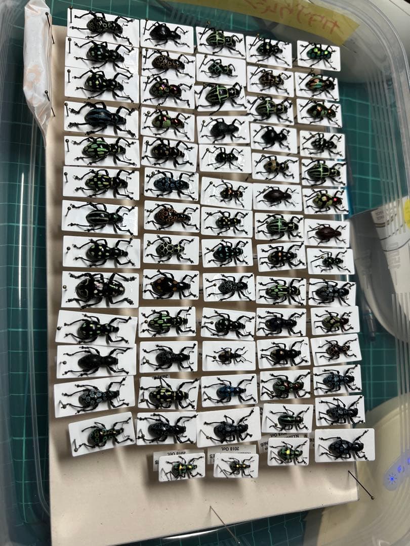 カタゾウムシセット