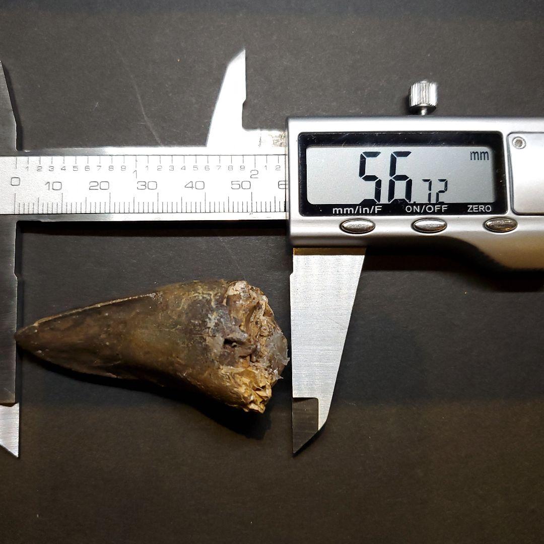 貴重 ラザナンドロンゴベ 歯 化石 マダガスカル産 56.72mm fr107