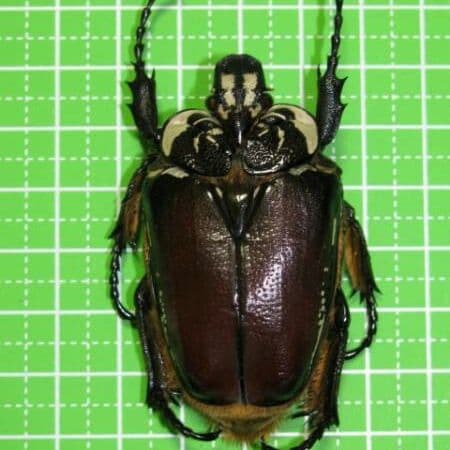 コンゴDR 赤道州 ゴライアスハナムグリ メス 53mm