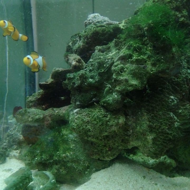 天然ライブロック15個〜サンゴ砂付き