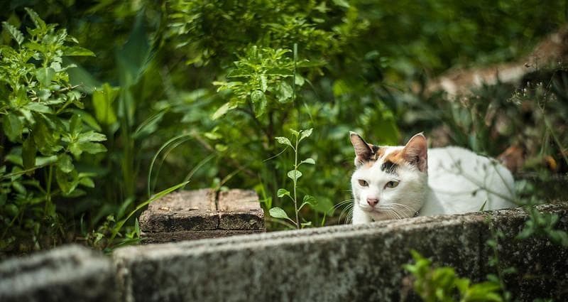 33【限定品】Art Photo Group 限定　ヘリオス44-2