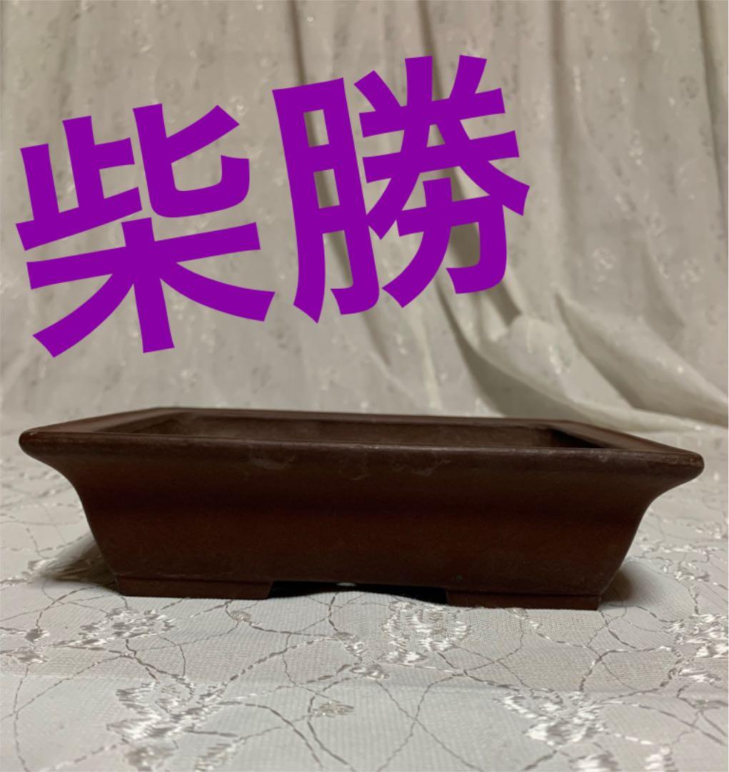 柴勝　長方　盆栽鉢