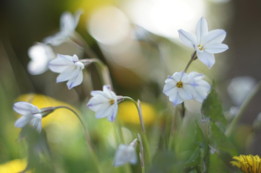 光学極美品_作例有✨ PENTAX スーパータクマー 55mm f1.8 後期型