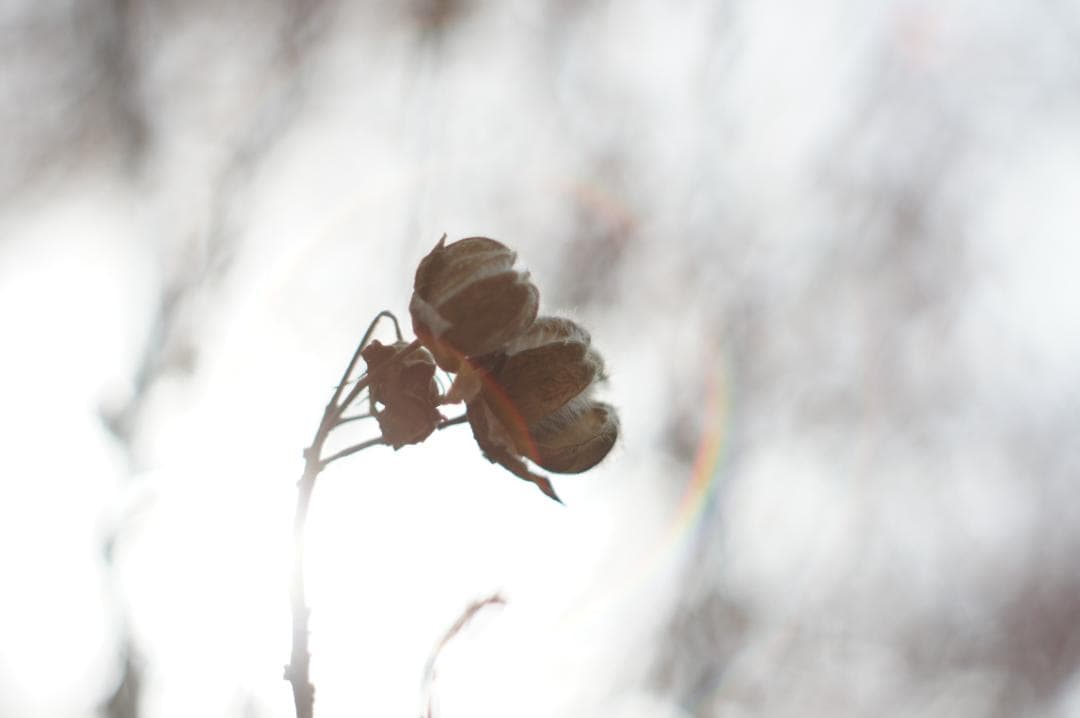 光学極美品_作例有✨ PENTAX スーパータクマー 55mm f1.8 後期型