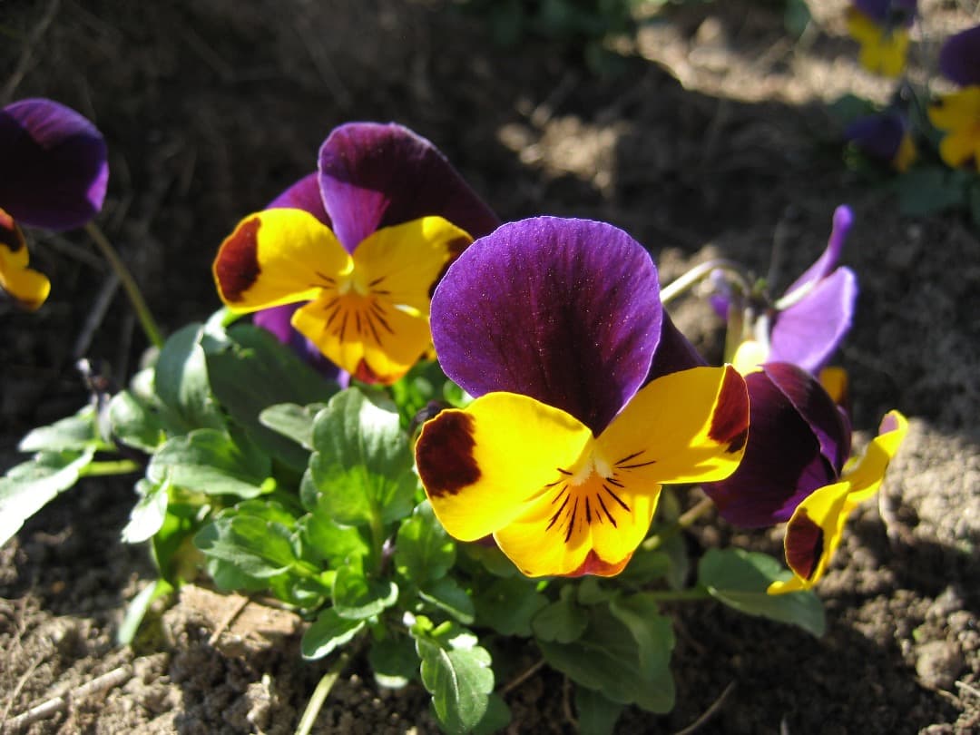 実写美⭕️【動作確認済】Canon　IXY　DIGITAL 70 PC1193