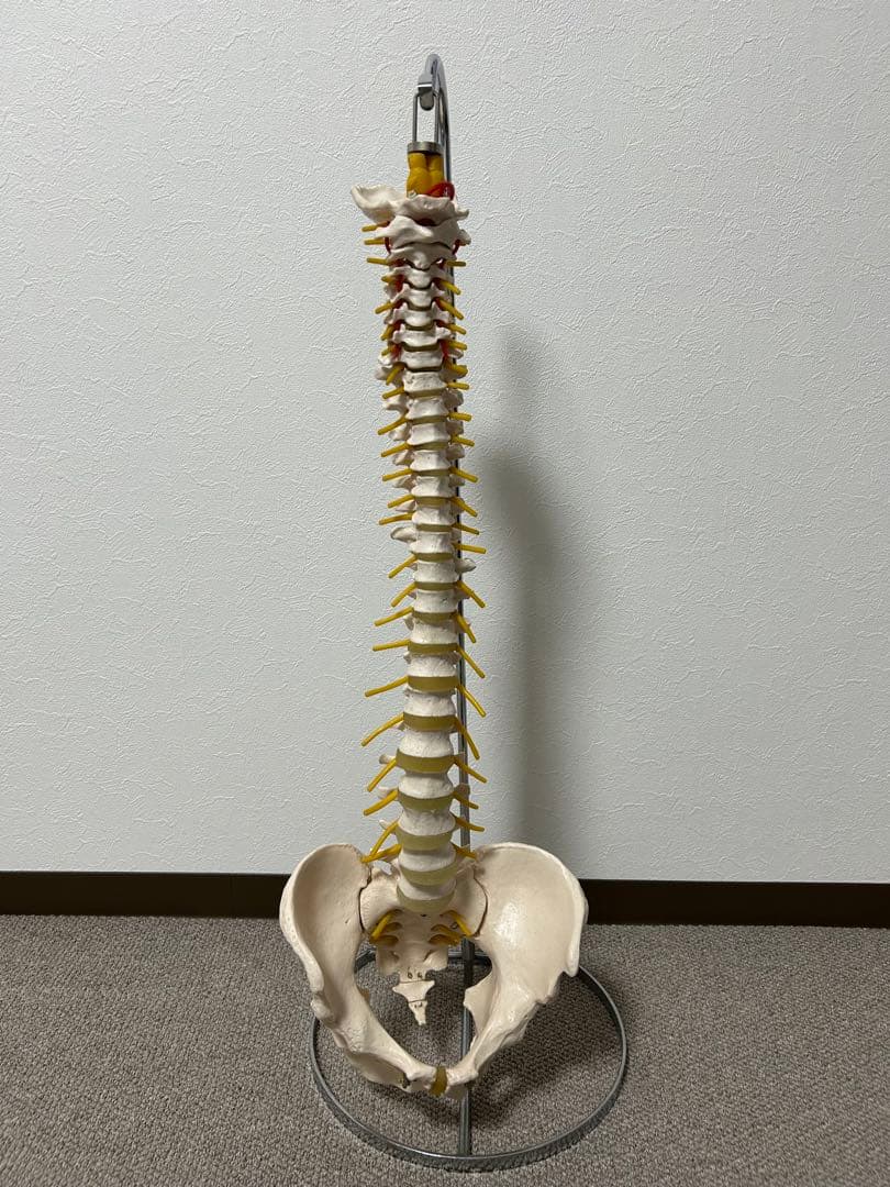 骨格模型 脊柱模型 スタンド付き(86㎝スタンドの高さ)