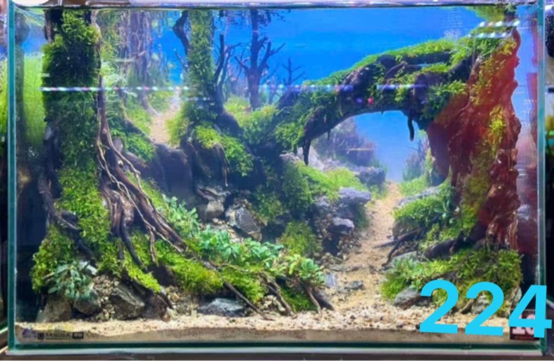 盆栽流木 水草用の 流木。流木アクアリウム　パルダリウム　マシンガンウッド