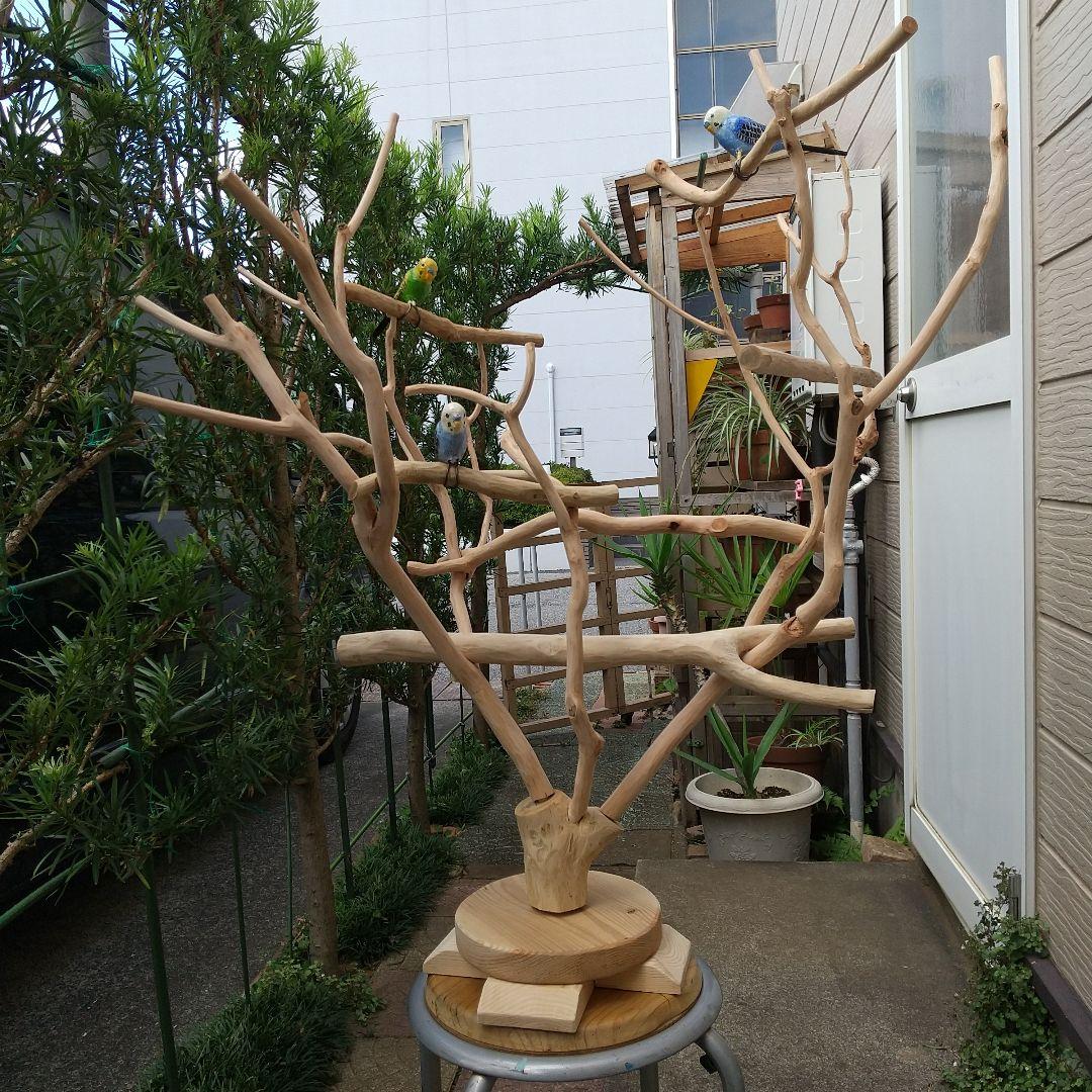 マロ小鳥の楽園バードアスレチックツリージム③