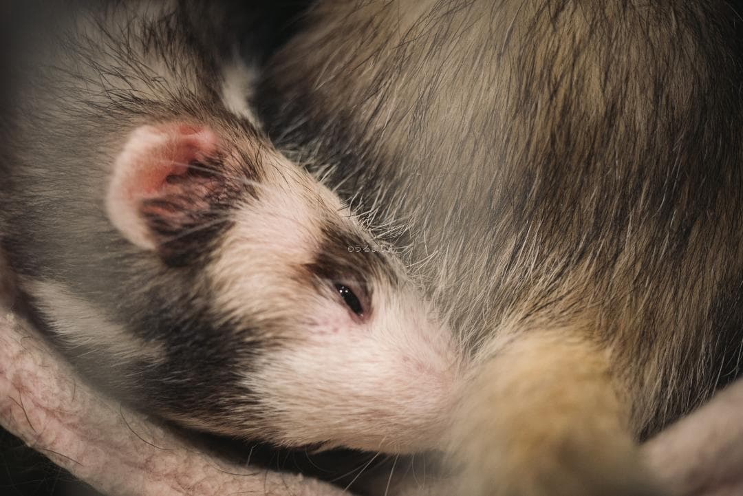 良品！星ボケ希少等倍マクロレンズ！Macro-Takumar 50mm F4