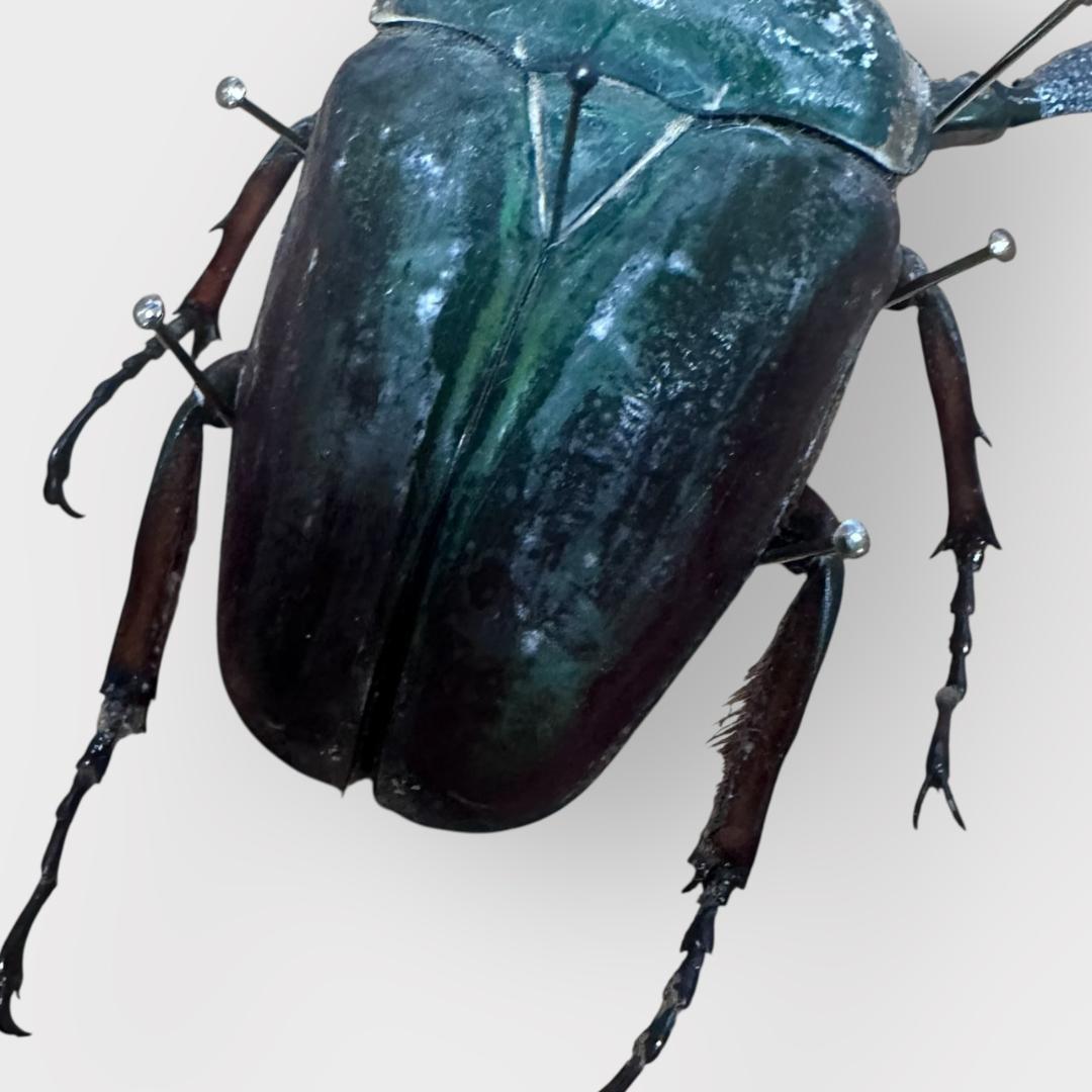 桐箱入り　　クビワオオツノカナブン 雄　オス　標本　　ルワンダ産