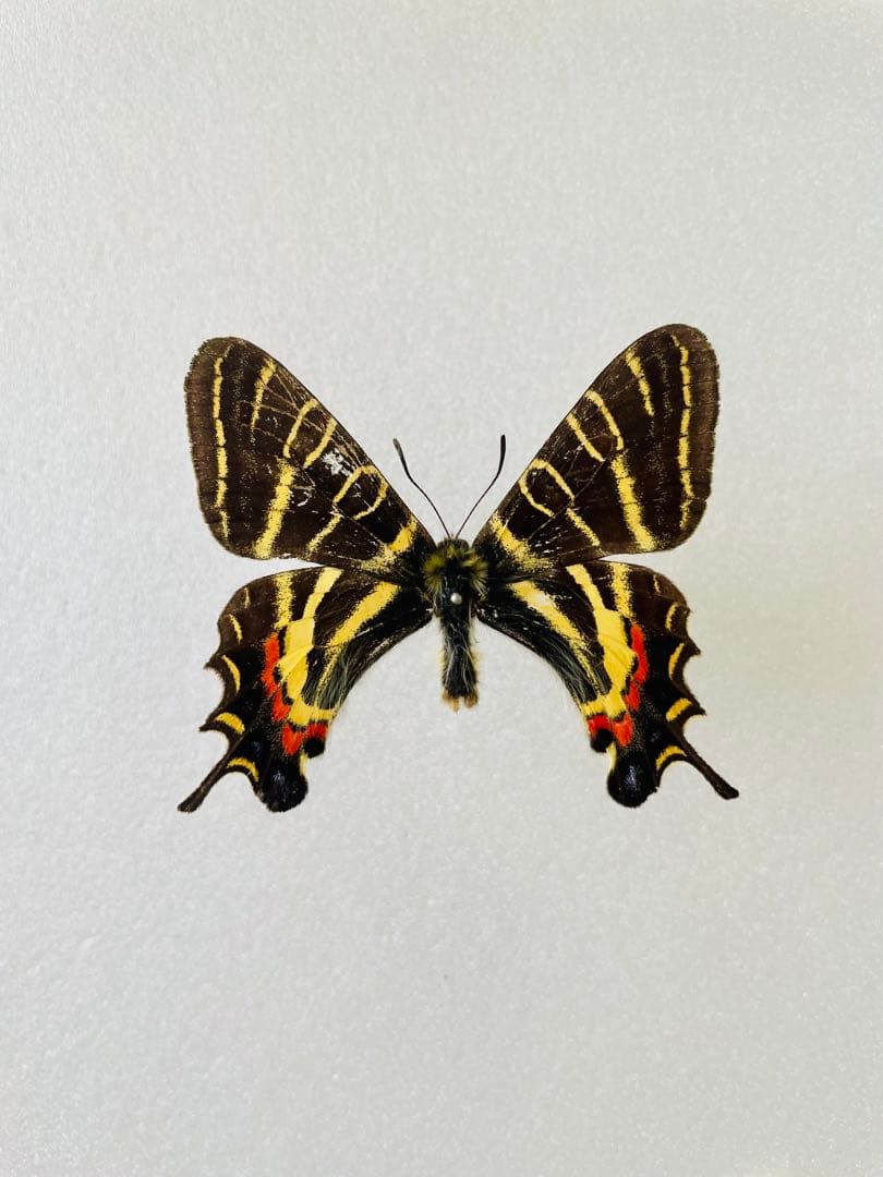 オナガギフチョウ（オス、中国陜西省）