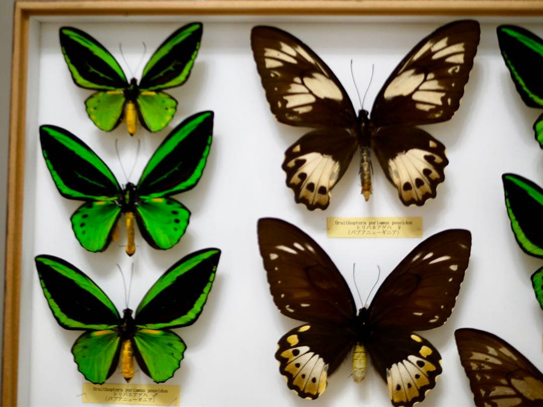 蝶標本 大型メガネトリバネアゲハ② 産地別コレクション 研究用 大型ドイツ箱