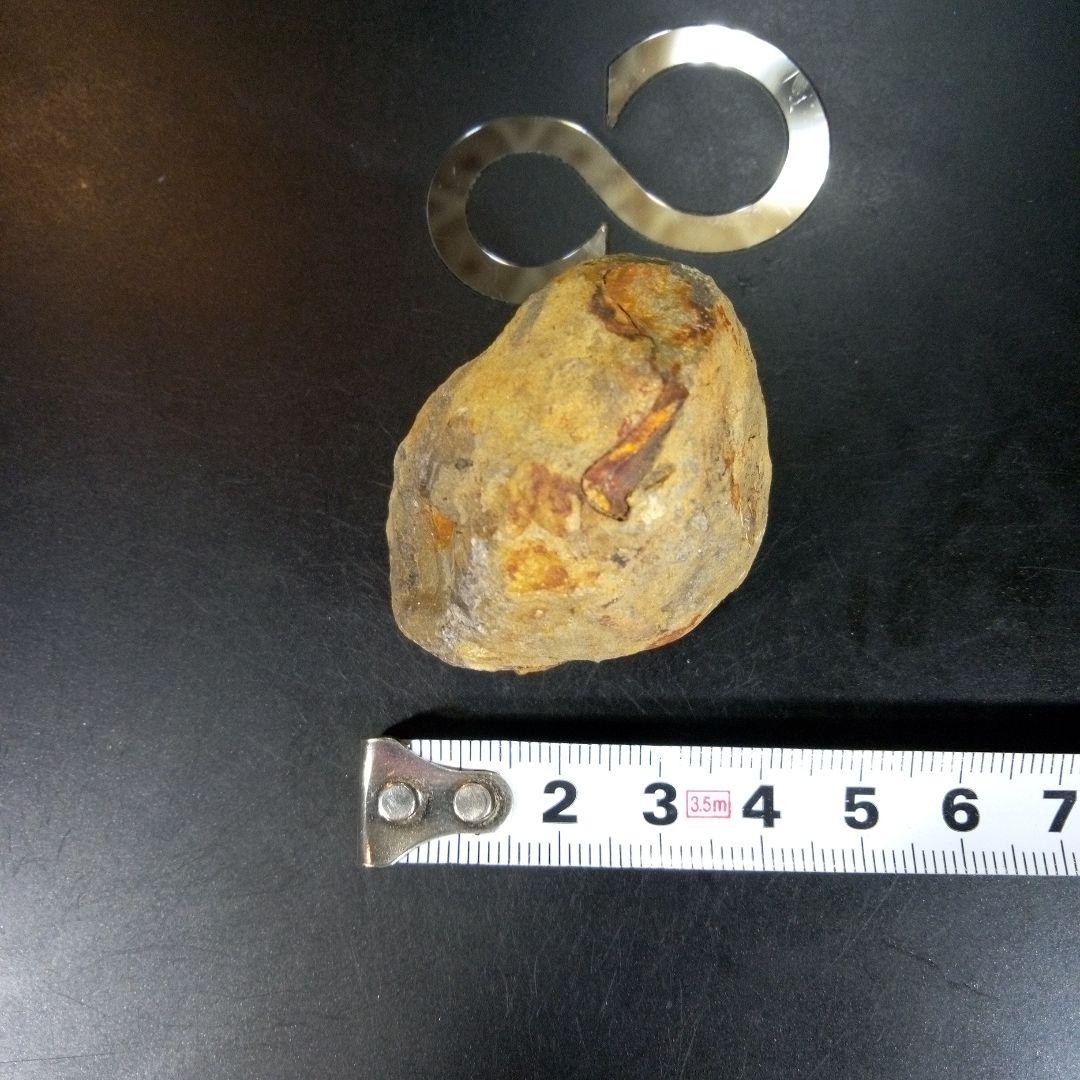 三葉虫　化石　fossil　ボリビア　trilobite　海生動物　三葉虫識別⑧