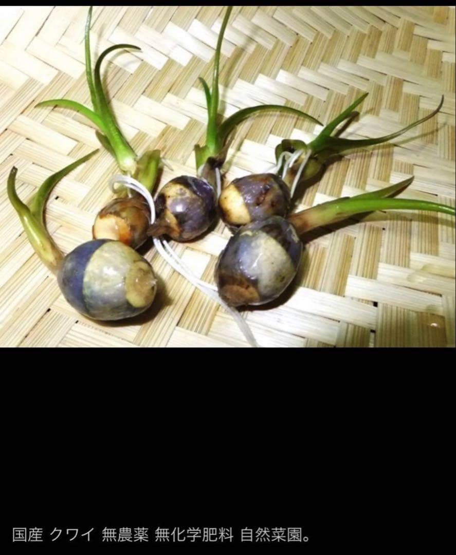 抽水植物 国産 青クワイ くわい　種芋 3個　自然菜園　無化学肥料 種苗 稲作