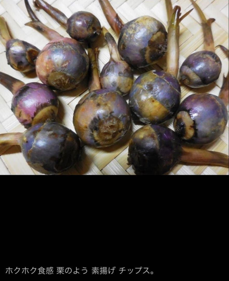 抽水植物 国産 青クワイ くわい　種芋 3個　自然菜園　無化学肥料 種苗 稲作