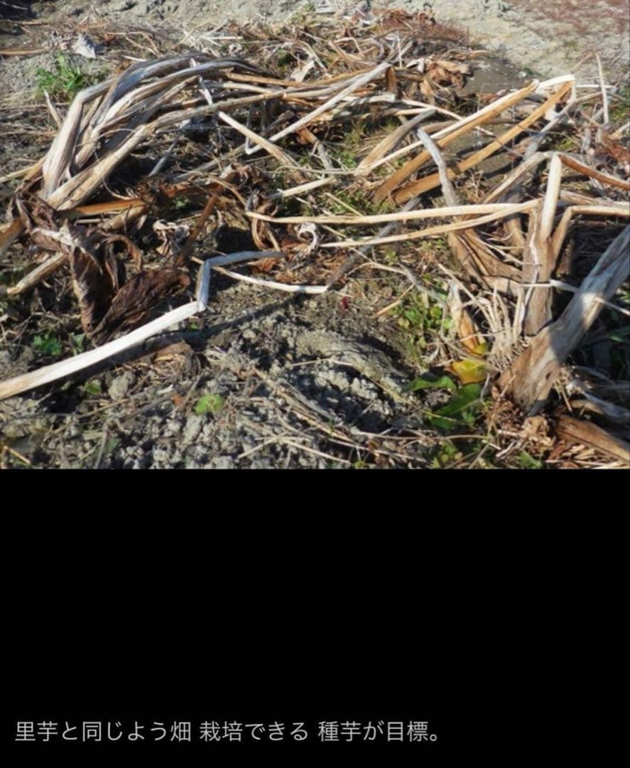 抽水植物 国産 青クワイ くわい　種芋 3個　自然菜園　無化学肥料 種苗 稲作