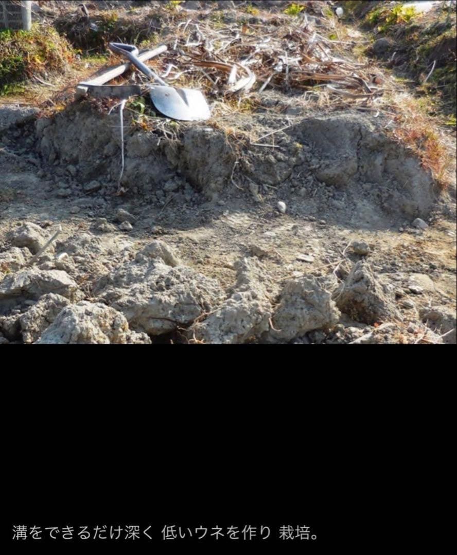 抽水植物 国産 青クワイ くわい　種芋 3個　自然菜園　無化学肥料 種苗 稲作