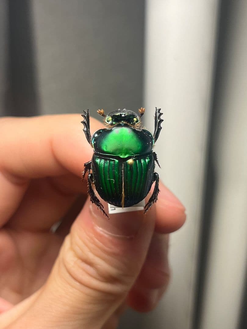 【極美展足】Diabroctis mirabilisダイコクコガネ 22mm♂フ