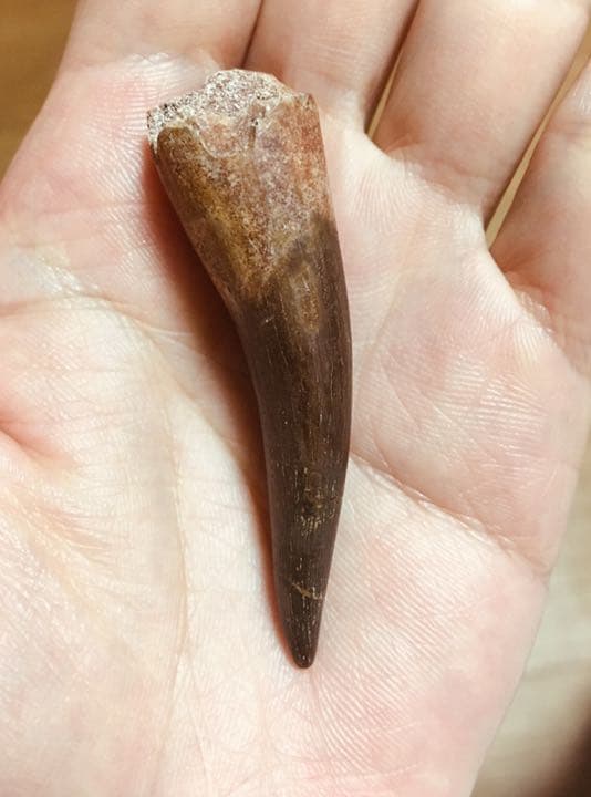 首長竜 プレシオサウルスの歯 化石 恐竜