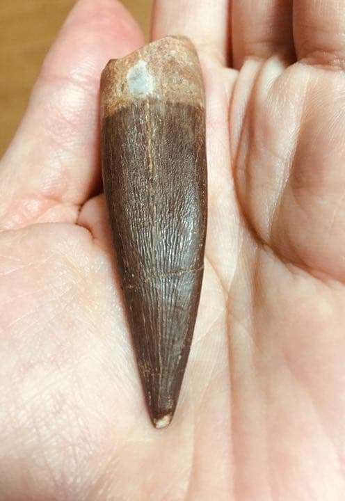 首長竜 プレシオサウルスの歯 化石 恐竜