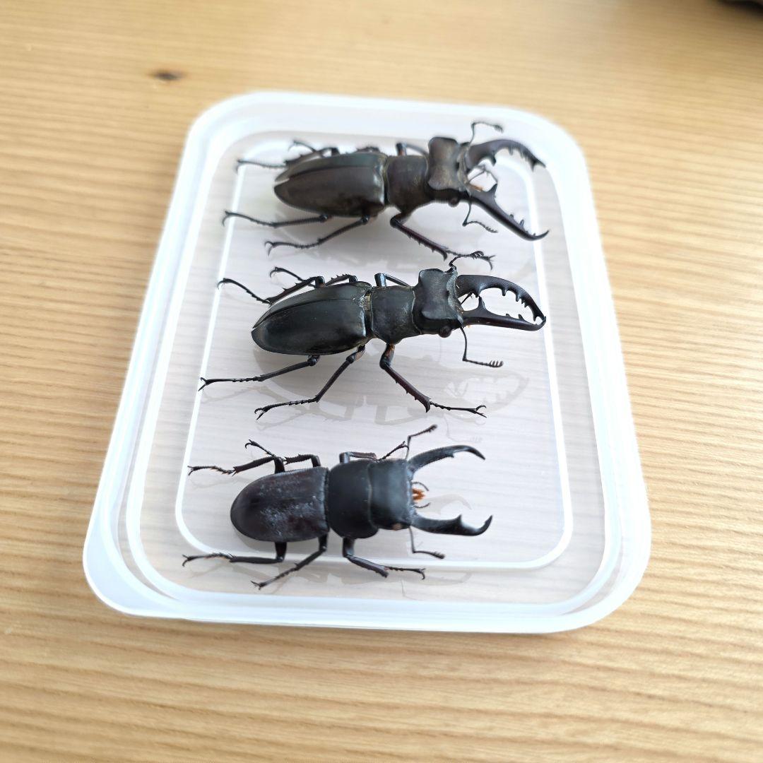 ミヤマクワガタ・コクワガタ標本セット
