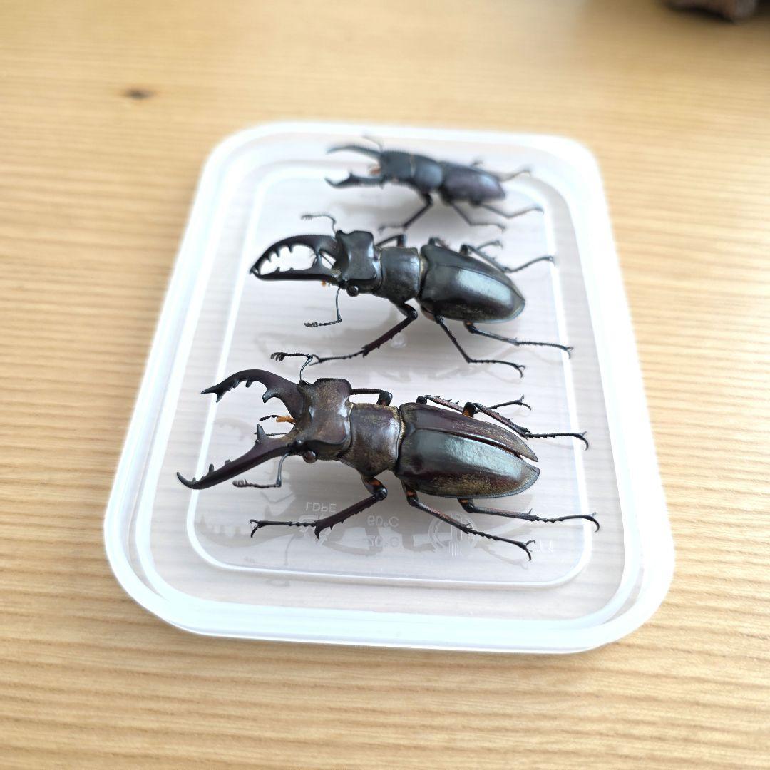 ミヤマクワガタ・コクワガタ標本セット