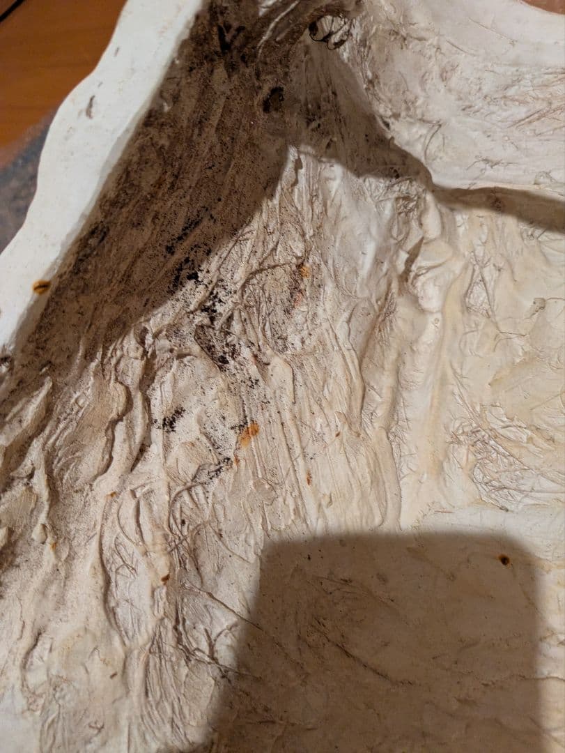 石膏像　モーゼ大顔面