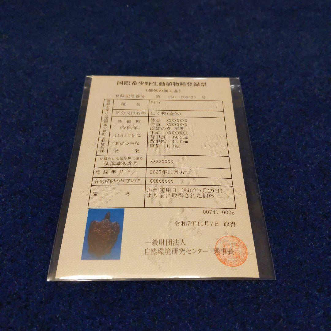 ④うみがめ〚タイマイ〛の剥製　 　壁掛けフックつき