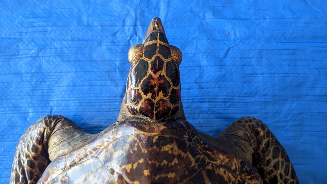 ④うみがめ〚タイマイ〛の剥製　 　壁掛けフックつき