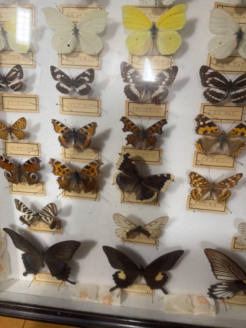 蝶の標本 2ケースセットまとめ売り