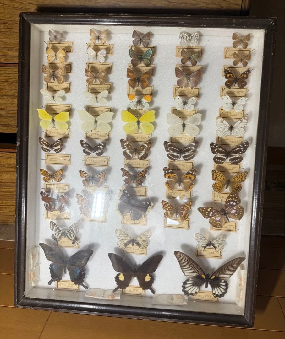 蝶の標本 2ケースセットまとめ売り