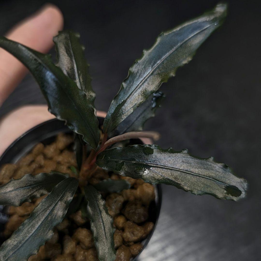 【実生ブセ】Bucephalandra cv.\