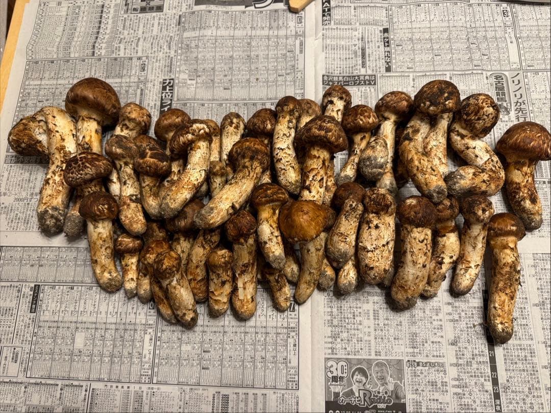 ミィ様　依頼品