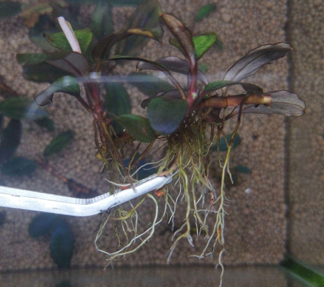 ブセファランドラspブラックロックヘレナ 　 3群生株