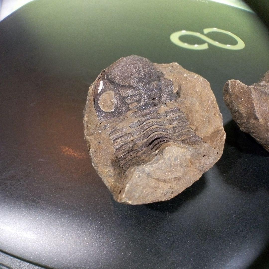 三葉虫　化石　fossil　ボリビア産　trilobite　ノジュール管理④