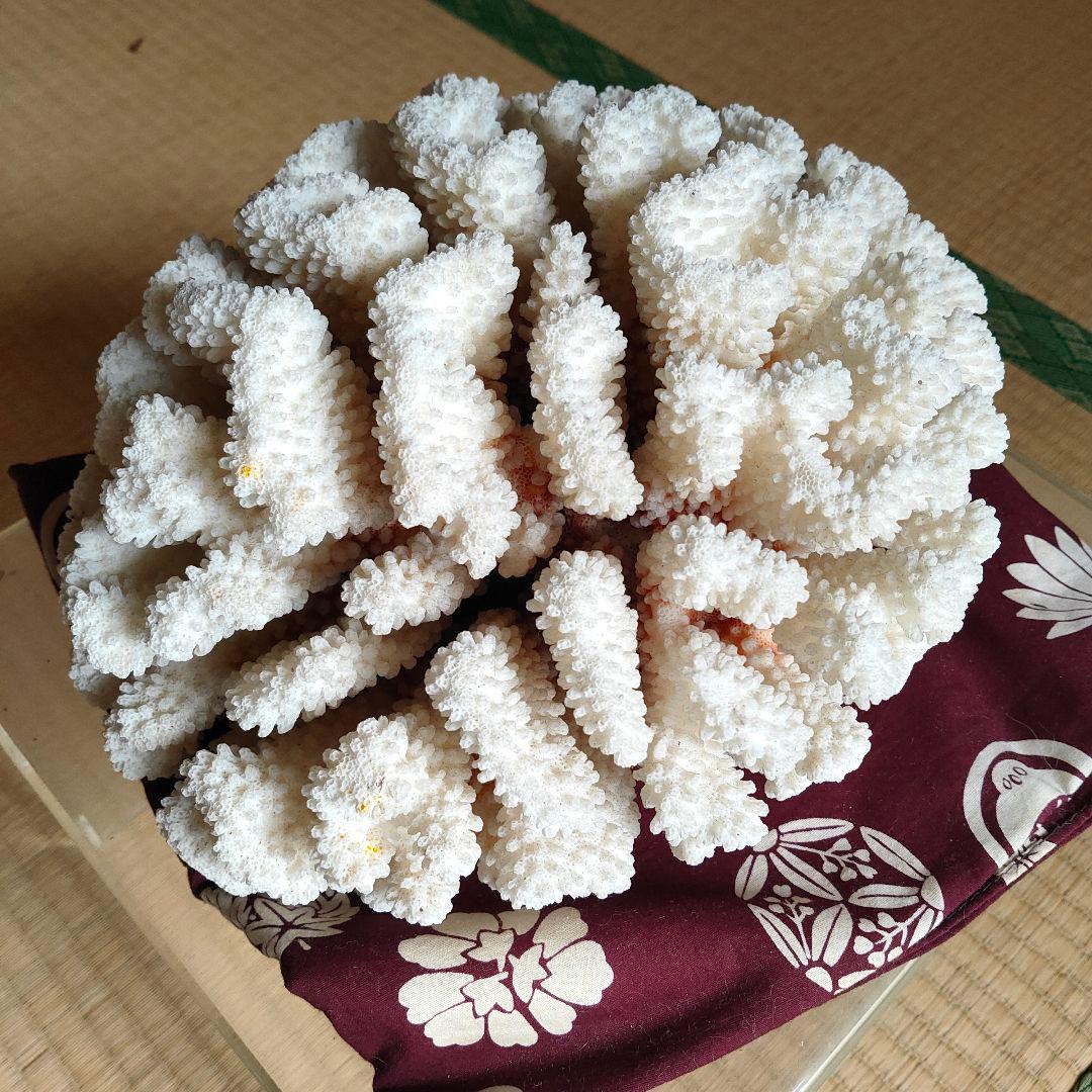 大きいさんご サンゴ礁　珊瑚礁　白珊瑚　オブジェ　飾り珊瑚