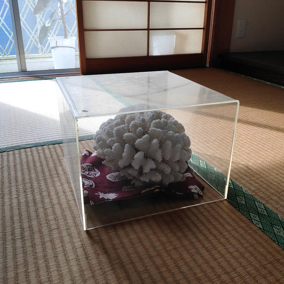 大きいさんご サンゴ礁　珊瑚礁　白珊瑚　オブジェ　飾り珊瑚