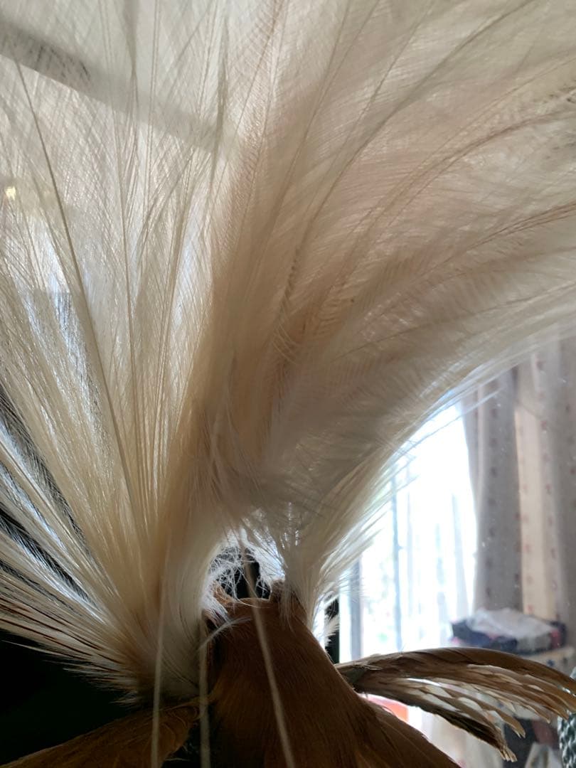 風鳥 極楽鳥 剥製 インテリア アンティーク レトロ ヴィンテージ アート