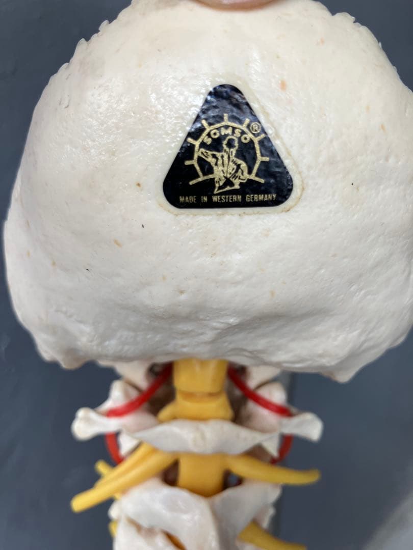 somso 脊柱模型