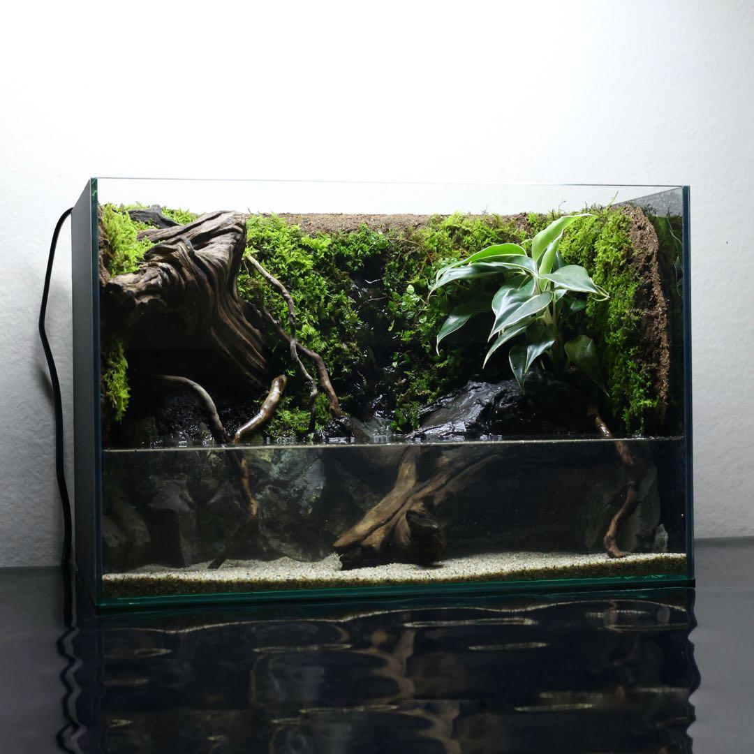 格安レイアウト水槽　イモリウム　アクアテラリウム