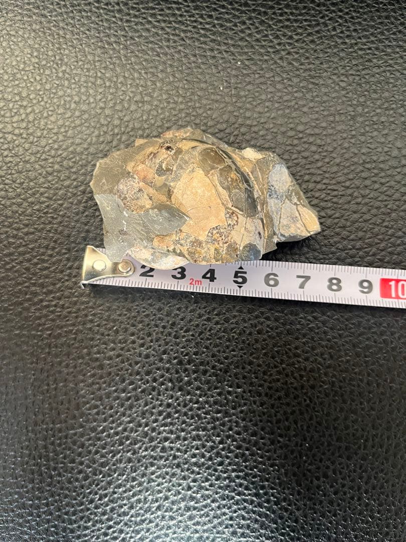 化石　7cm天然物につき個体差があり