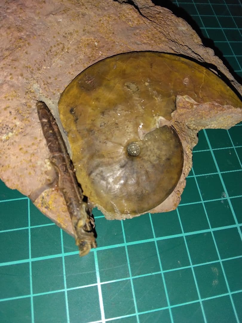 ドイツ産　アンモナイト　オキシセライテス　希少　ベレムナイト　化石