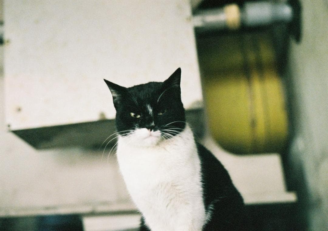 【動作確認済/完動品】Nikon Zoom 310QD