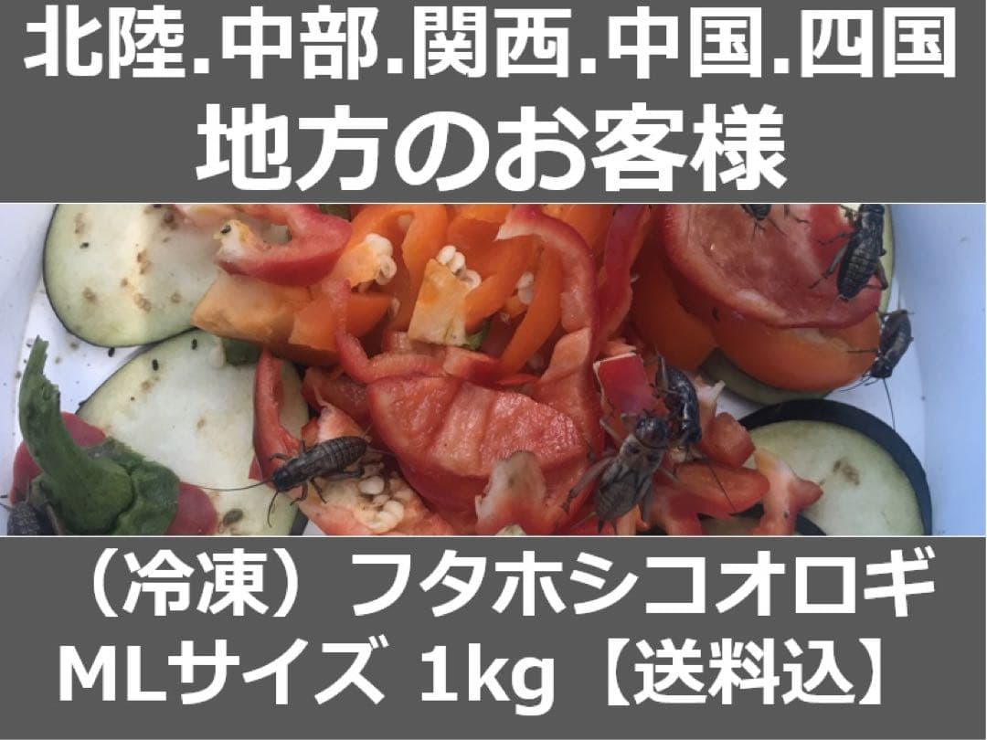 北陸中部関西中国四国地方の方　冷凍コオロギ1kg M・Lサイズ　フタホシコオロギ