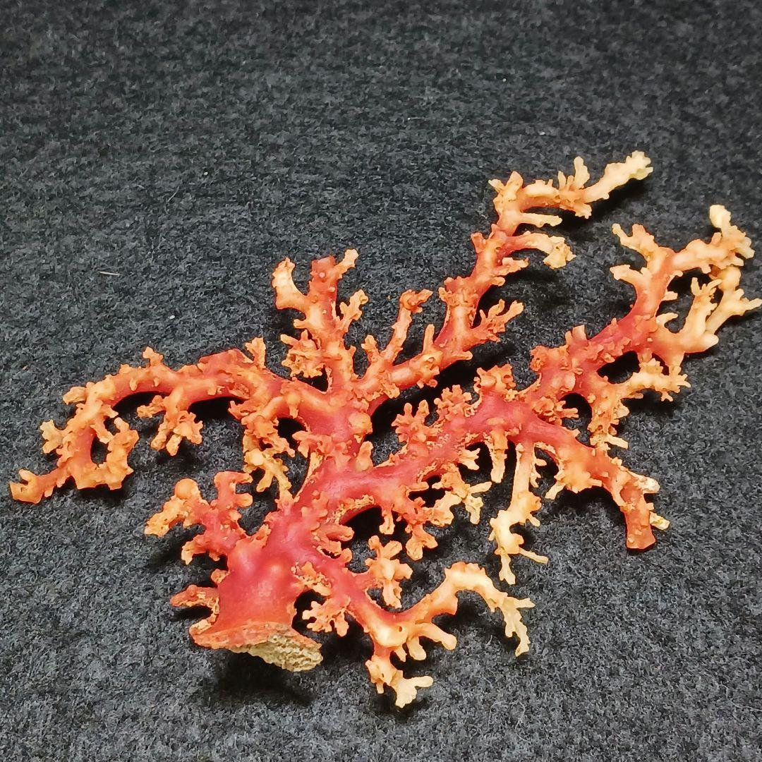 Y2678-1 国産赤珊瑚原木 血赤珊瑚 総重量28.7g 太軸
