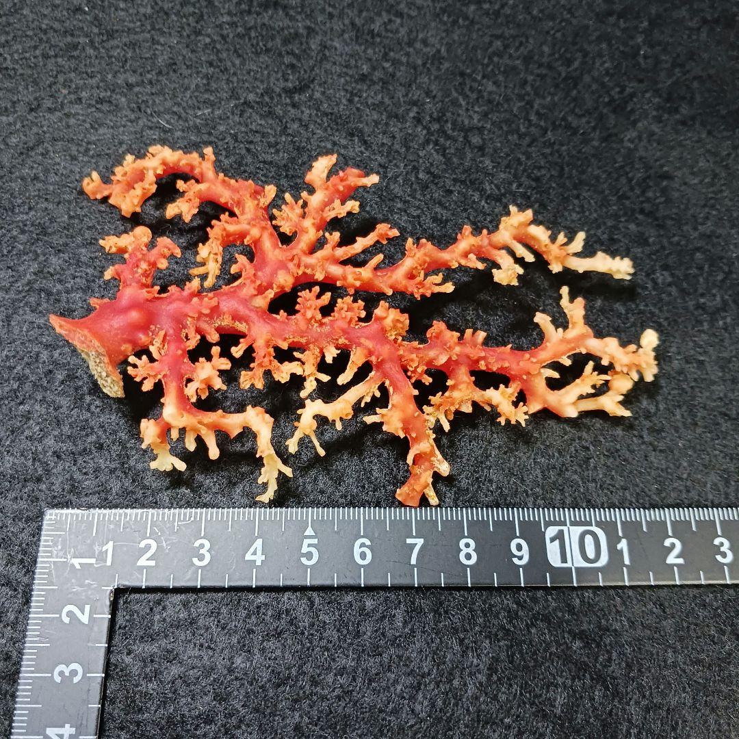 Y2678-1 国産赤珊瑚原木 血赤珊瑚 総重量28.7g 太軸
