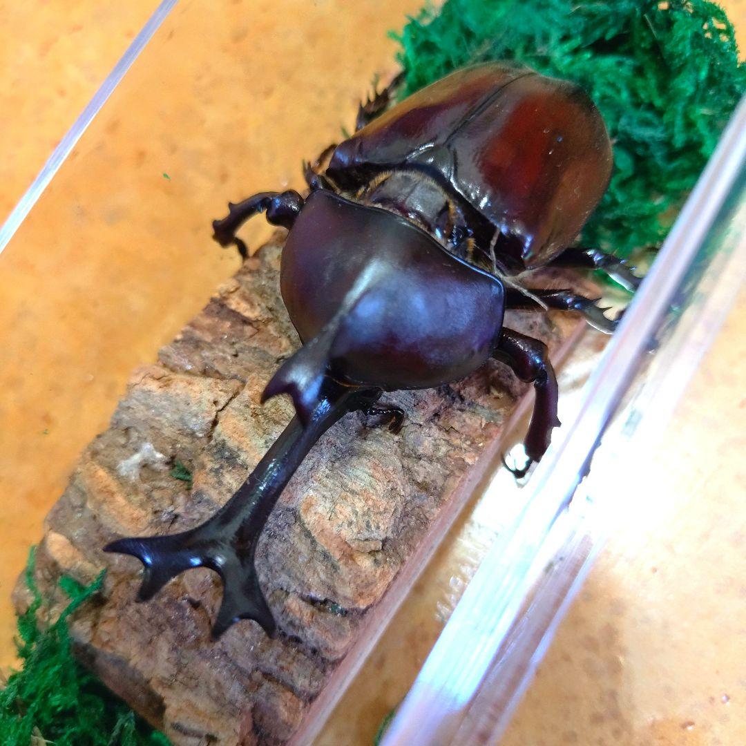 超特大野生宝物カブトムシ標本83mm級頭角幅18.4mm胸角幅5.7mmぐらい