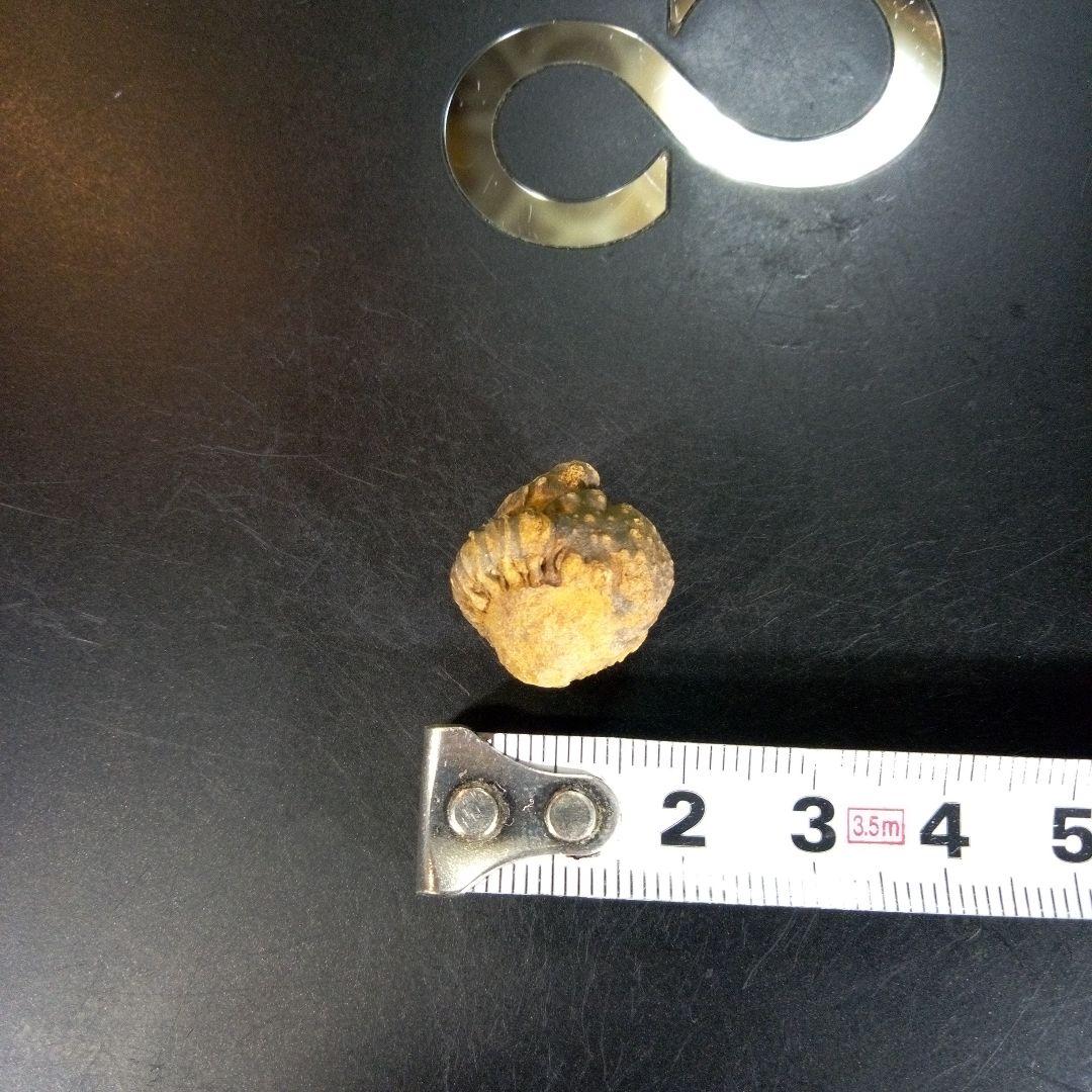 三葉虫　化石　fossil　ボリビア産　trilobite　Bolivia化石⑩