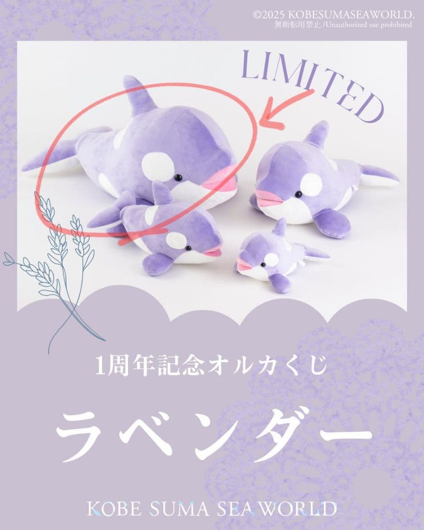 神戸須摩シーワールド　オルカくじ　１等　シャチ　ぬいぐるみ　ラベンダー　オマケ付