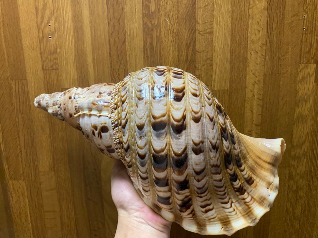 法螺貝　ホラ貝　36cm 650g